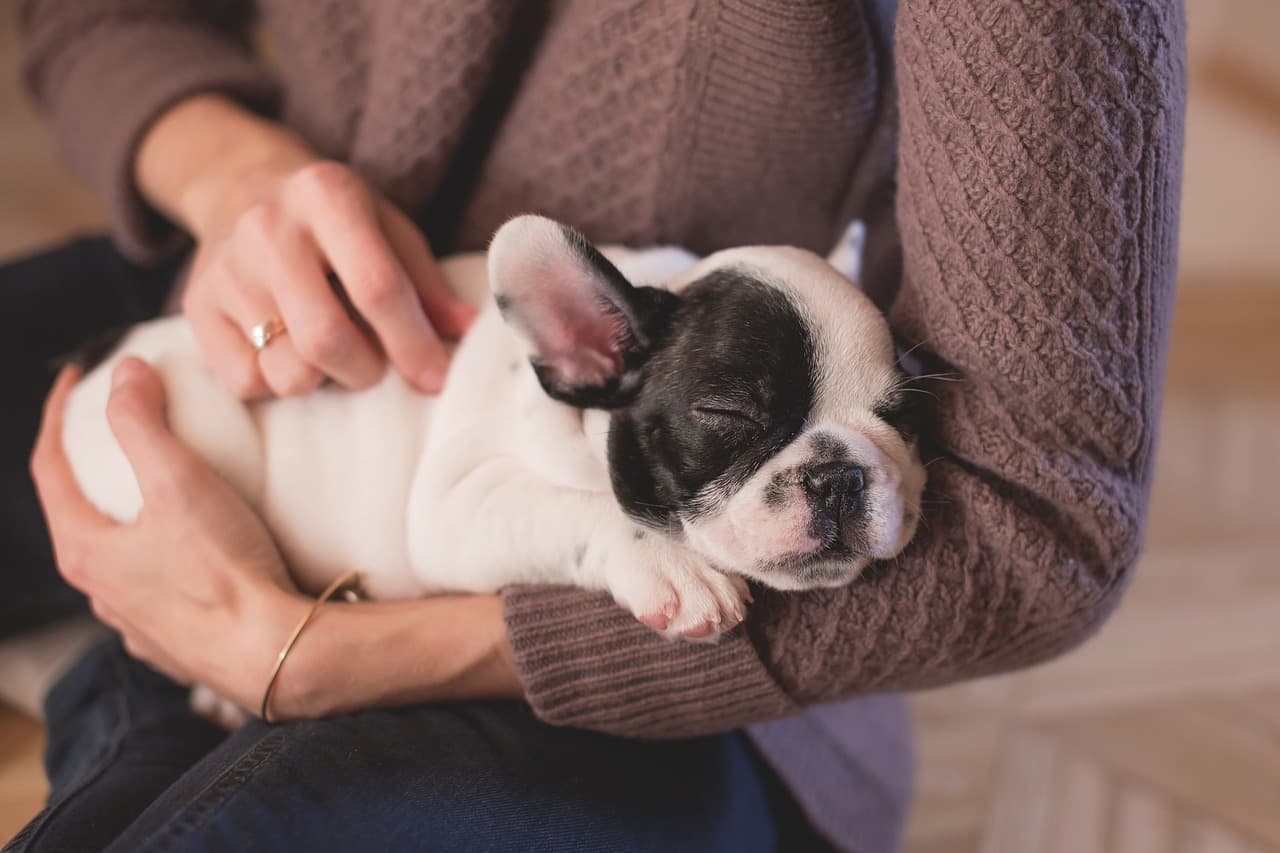 Mascotas Animales Perros Gatos