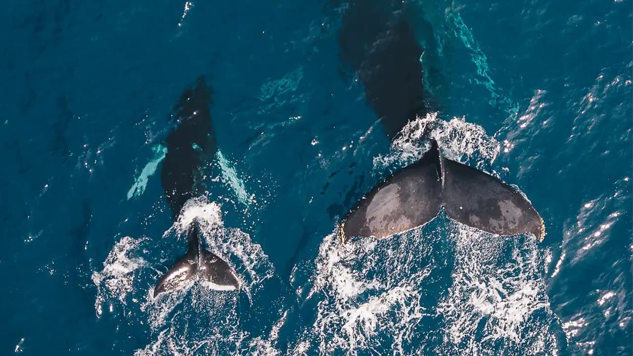 Avistamiento de ballenas