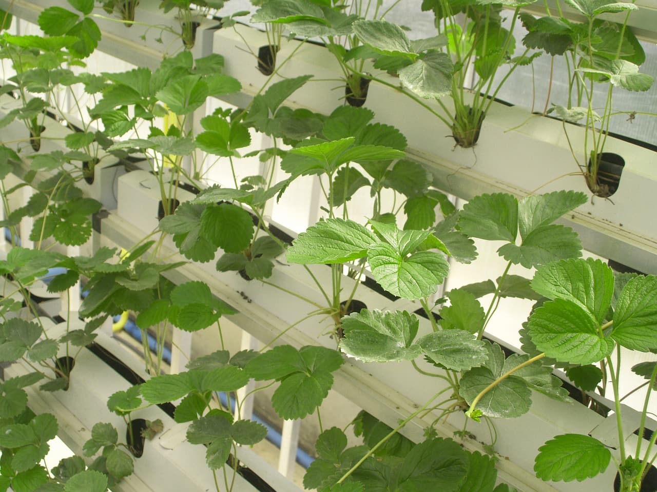agricultura vertical agua tecnología